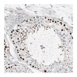 Merck Anti-SAGE1 antibody produced in rabbit