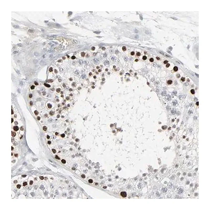 Merck Anti-SAGE1 antibody produced in rabbit