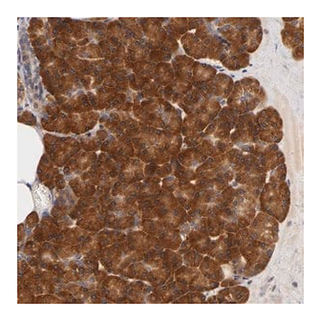 Merck Anti-RPS29 antibody produced in rabbit