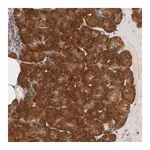 Merck Anti-RPS29 antibody produced in rabbit