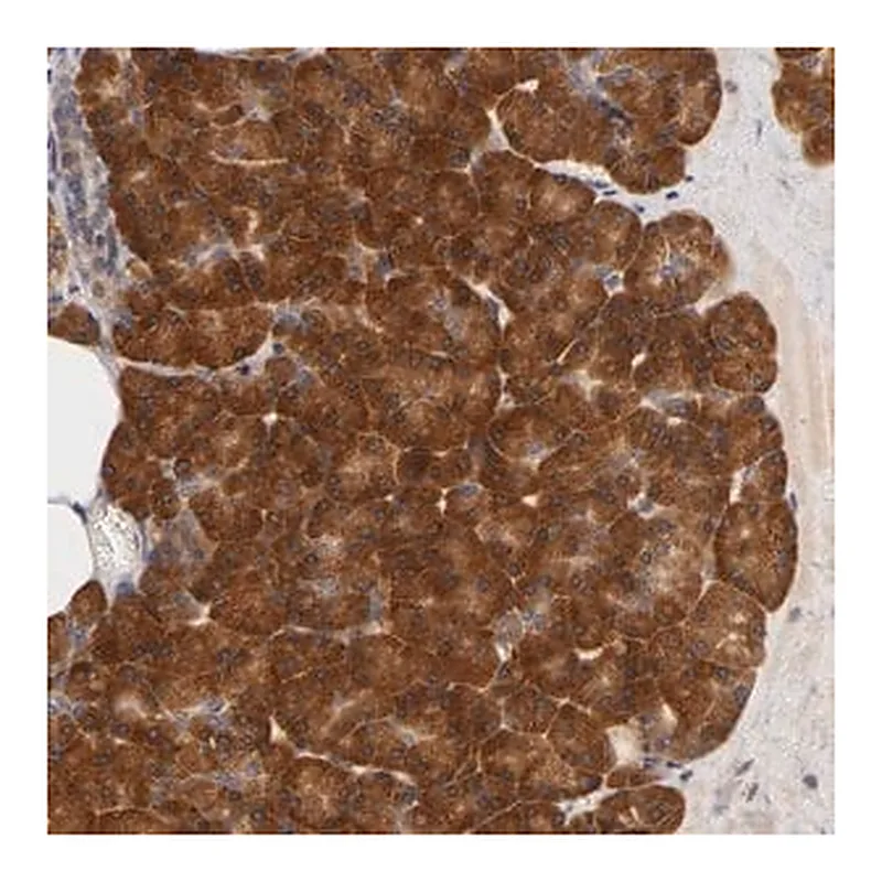 Merck Anti-RPS29 antibody produced in rabbit