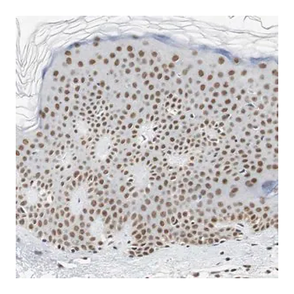 Merck Anti-RTF1 antibody produced in rabbit