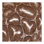 Merck Anti-RPS6KA6 antibody produced in rabbit