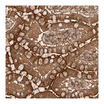 Merck Anti-RPS6KA6 antibody produced in rabbit