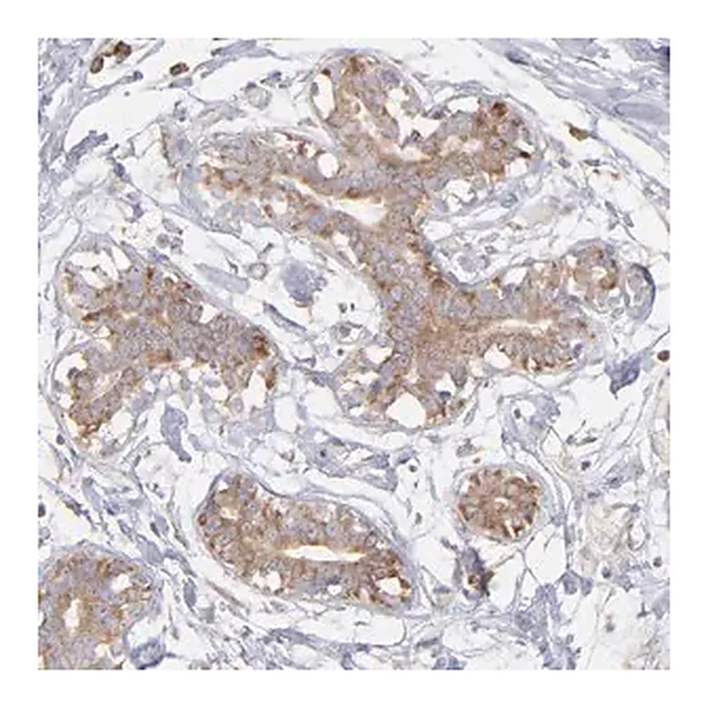 Merck Anti-RPLP0 antibody produced in rabbit