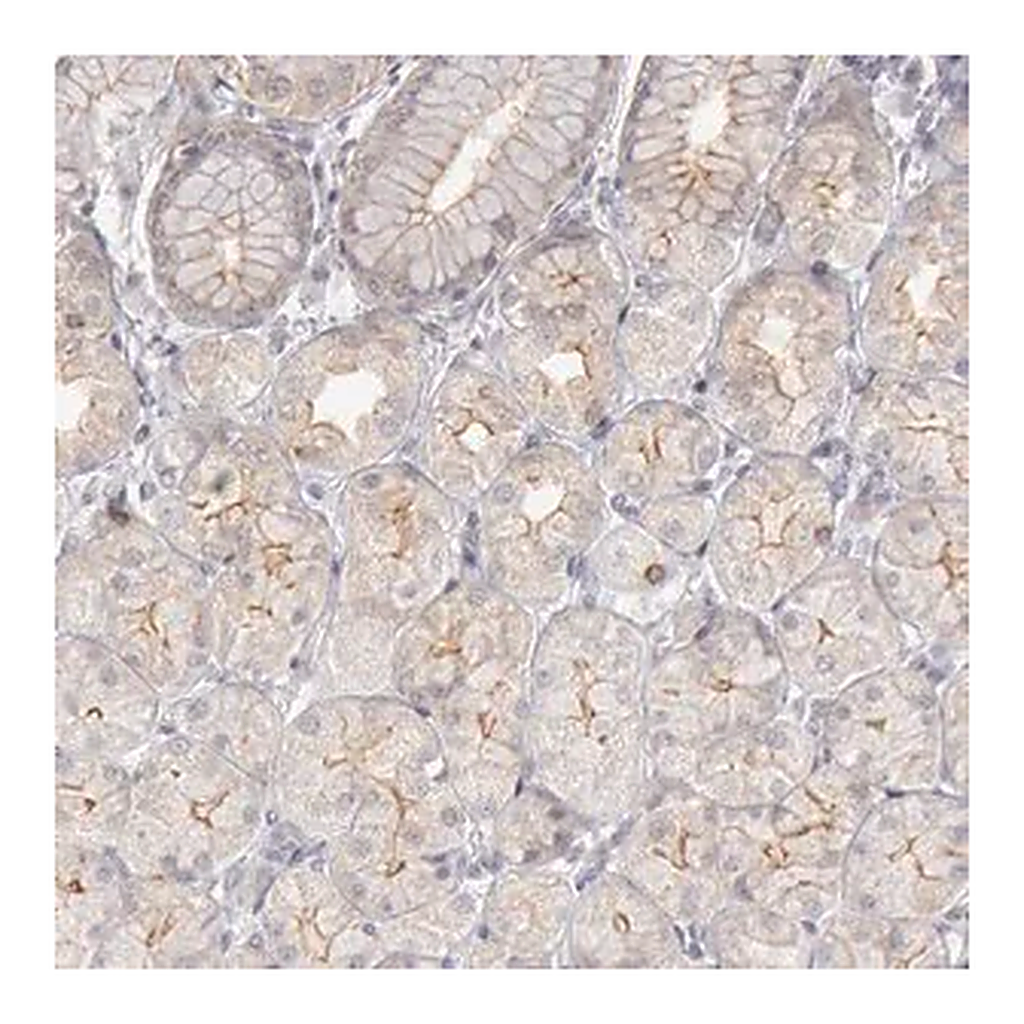 Merck Anti-JOSD1 antibody produced in rabbit