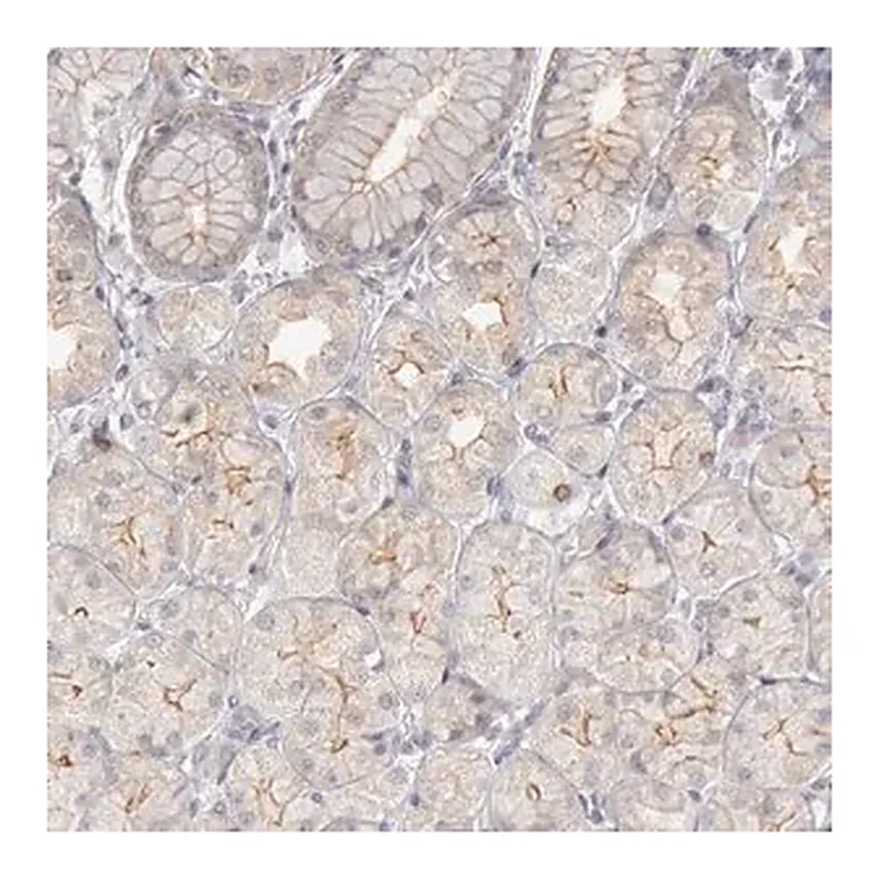 Merck Anti-JOSD1 antibody produced in rabbit