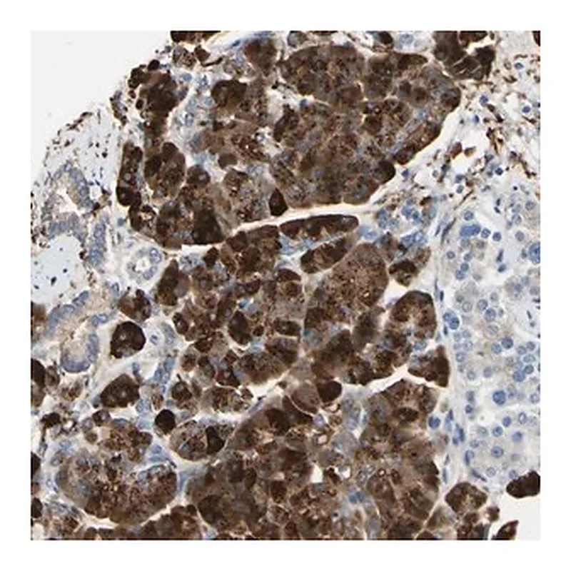 Merck Anti-NCBP2L antibody produced in rabbit