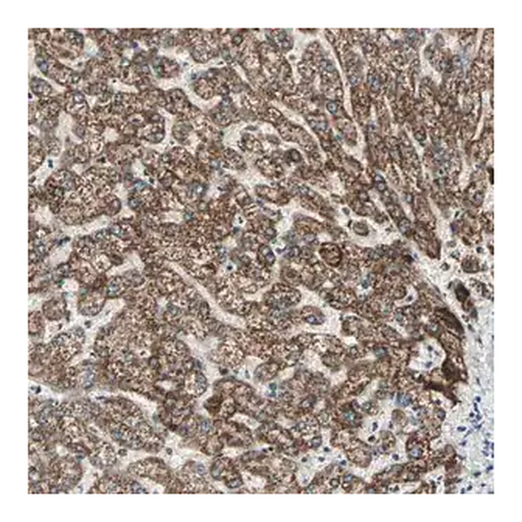 Merck Anti-PRELID1 antibody produced in rabbit