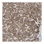 Merck Anti-PRELID1 antibody produced in rabbit