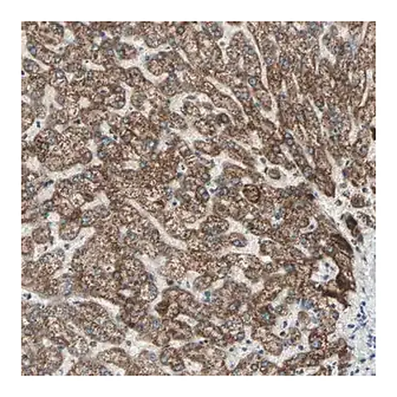 Merck Anti-PRELID1 antibody produced in rabbit