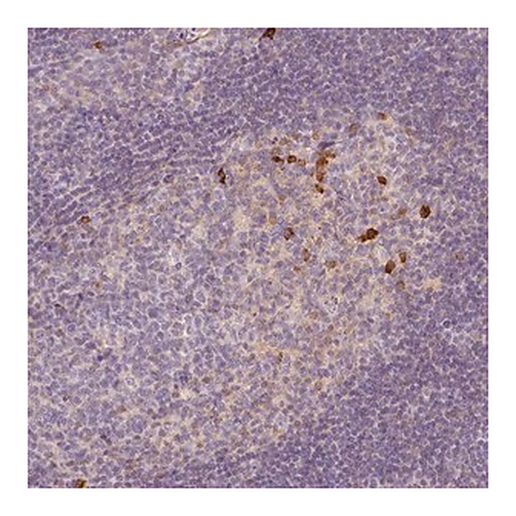 Merck Anti-PTPRJ antibody produced in rabbit