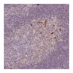Merck Anti-PTPRJ antibody produced in rabbit