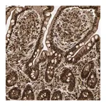 Merck Anti-ZSCAN30 antibody produced in rabbit