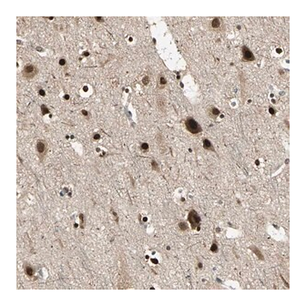 Merck Anti-PSMC3 antibody produced in rabbit