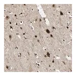 Merck Anti-PSMC3 antibody produced in rabbit