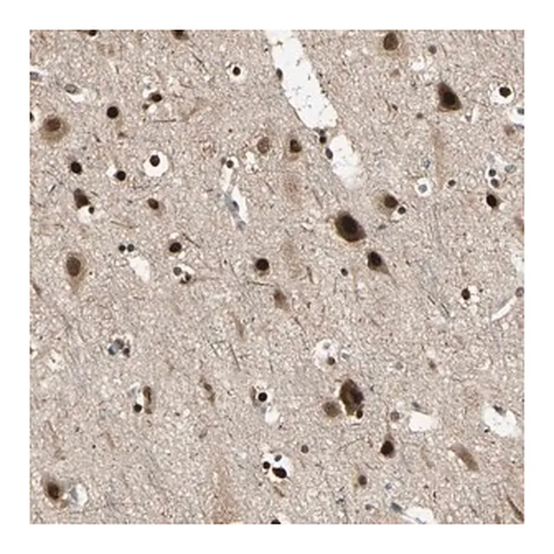Merck Anti-PSMC3 antibody produced in rabbit