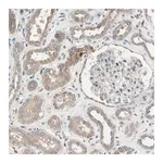 Merck Anti-SNX29 antibody produced in rabbit