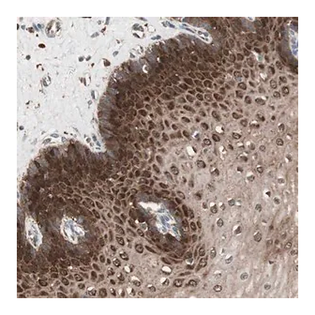 Merck Anti-STAB1 antibody produced in rabbit