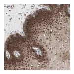 Merck Anti-STAB1 antibody produced in rabbit