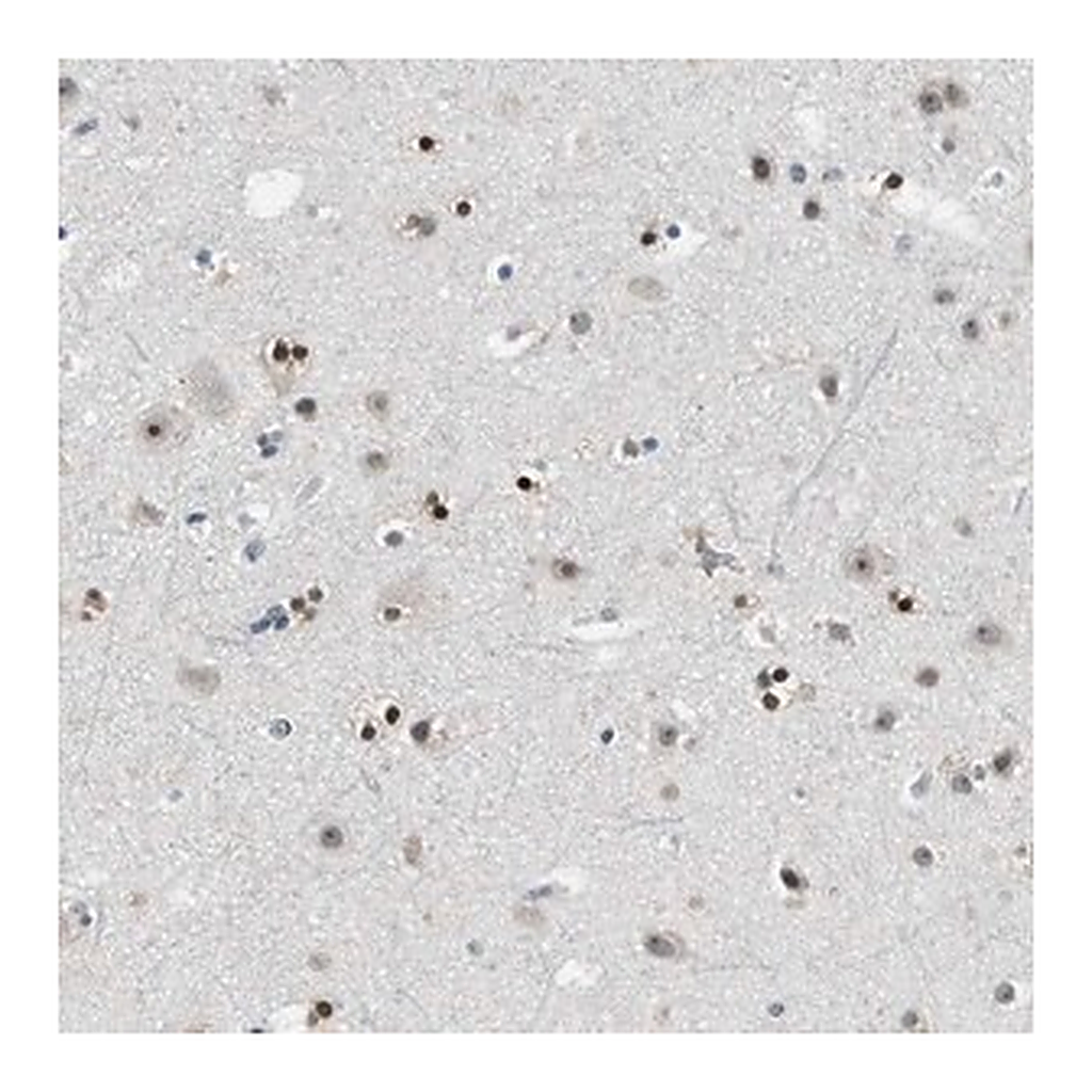 Merck Anti-MZF1 antibody produced in rabbit