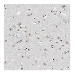 Merck Anti-MZF1 antibody produced in rabbit