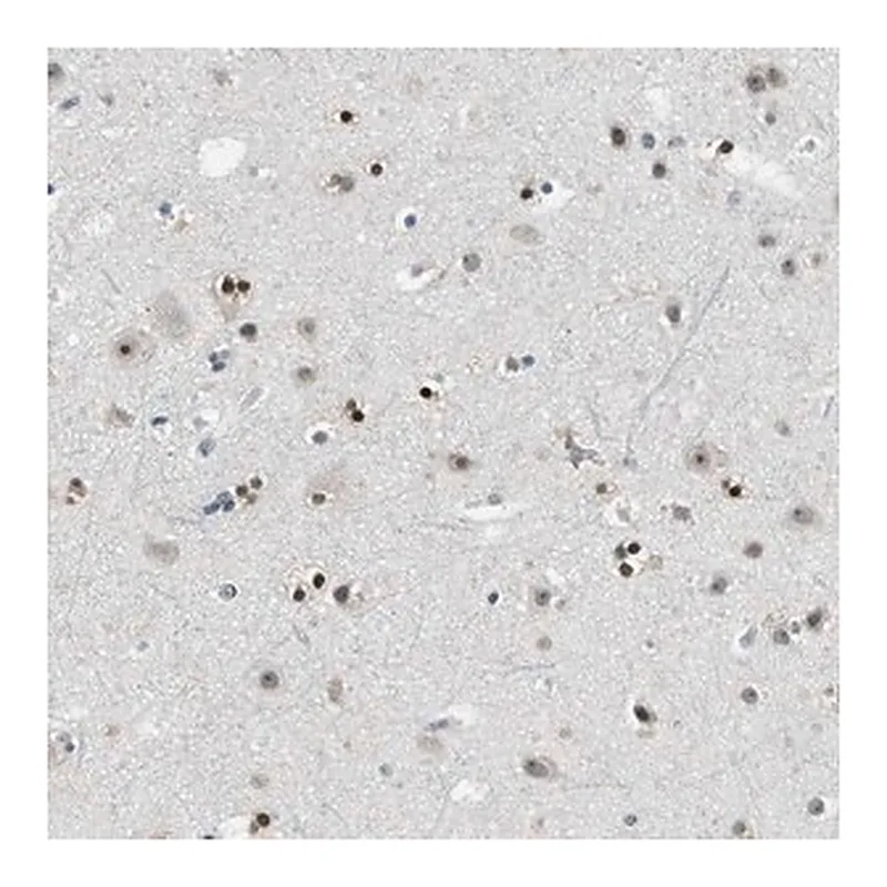 Merck Anti-MZF1 antibody produced in rabbit