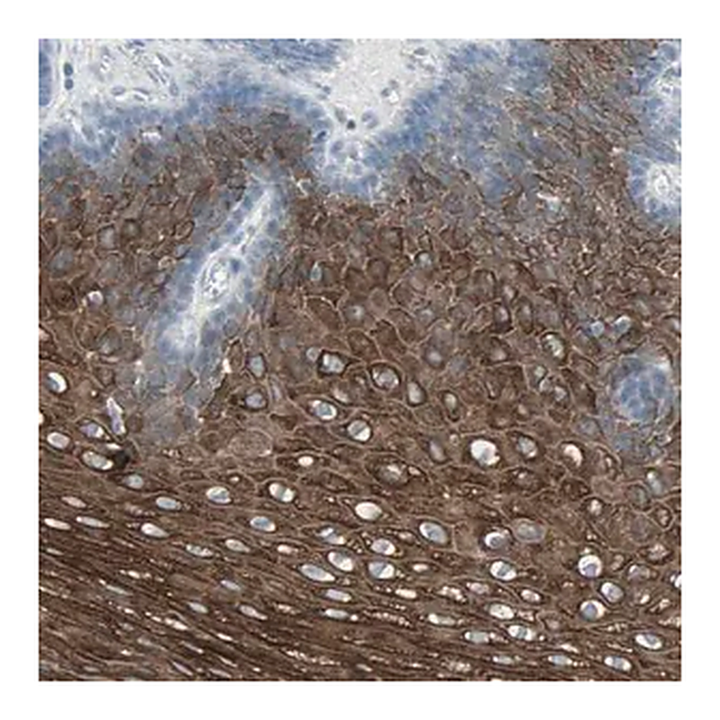 Merck Anti-LANCL3 antibody produced in rabbit
