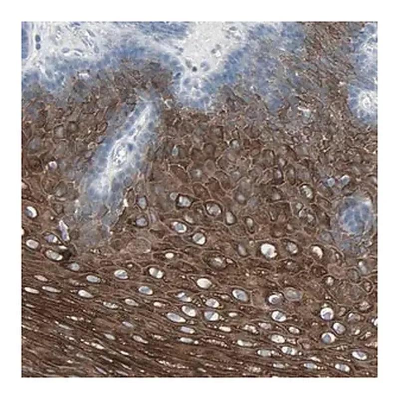 Merck Anti-LANCL3 antibody produced in rabbit
