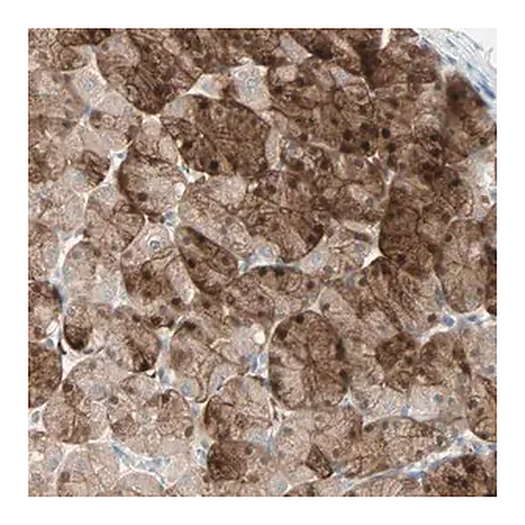 Merck Anti-LDOC1L antibody produced in rabbit
