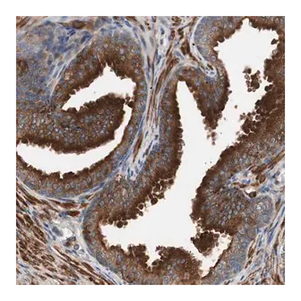 Merck Anti-LITAF antibody produced in rabbit