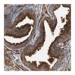 Merck Anti-LITAF antibody produced in rabbit