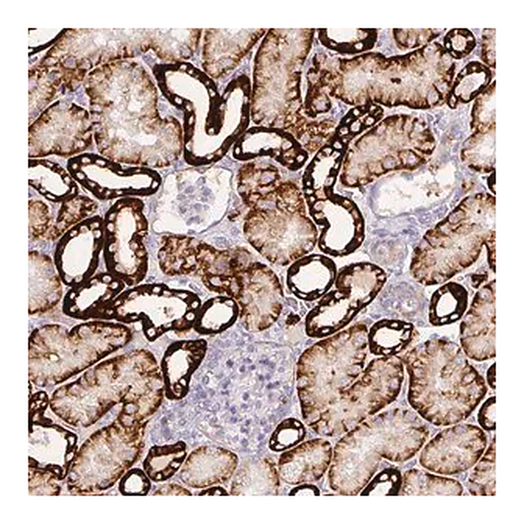 Merck Anti-CA12 antibody produced in rabbit
