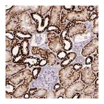 Merck Anti-CA12 antibody produced in rabbit
