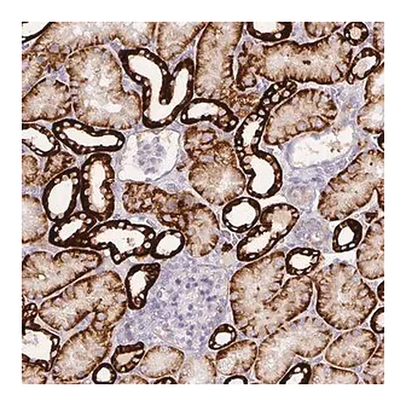 Merck Anti-CA12 antibody produced in rabbit