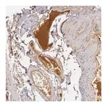 Merck Anti-LBP antibody produced in rabbit