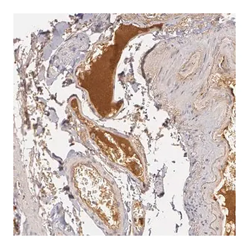 Merck Anti-LBP antibody produced in rabbit
