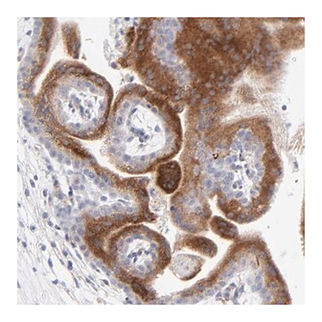 Merck Anti-LHFPL1 antibody produced in rabbit