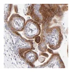 Merck Anti-LHFPL1 antibody produced in rabbit