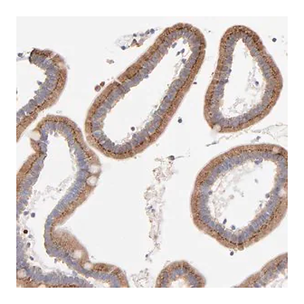 Merck Anti-LMAN1 antibody produced in rabbit