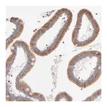 Merck Anti-LMAN1 antibody produced in rabbit