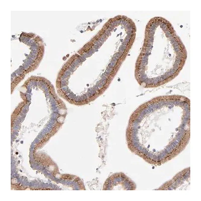 Merck Anti-LMAN1 antibody produced in rabbit