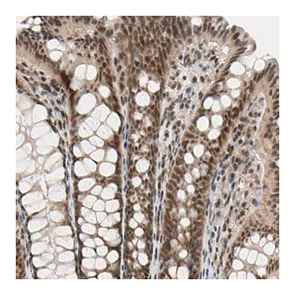 Merck Anti-TAF4 antibody produced in rabbit