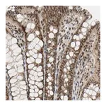 Merck Anti-TAF4 antibody produced in rabbit