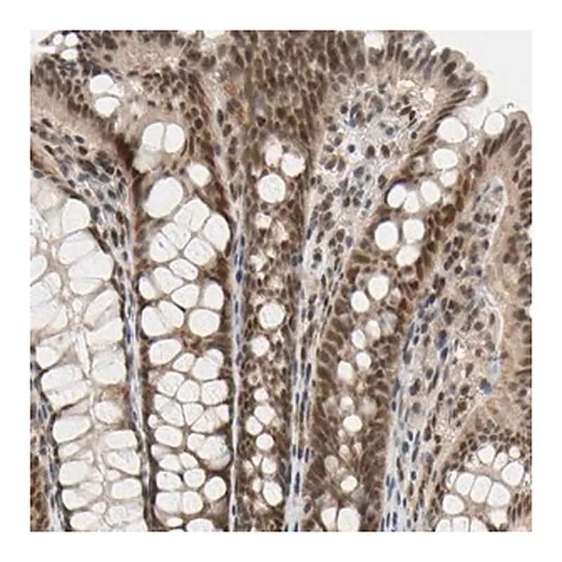 Merck Anti-TAF4 antibody produced in rabbit