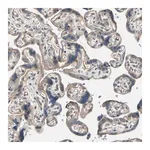 Merck Anti-LIMK2 antibody produced in rabbit