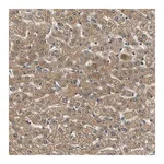Merck Anti-LPGAT1 antibody produced in rabbit