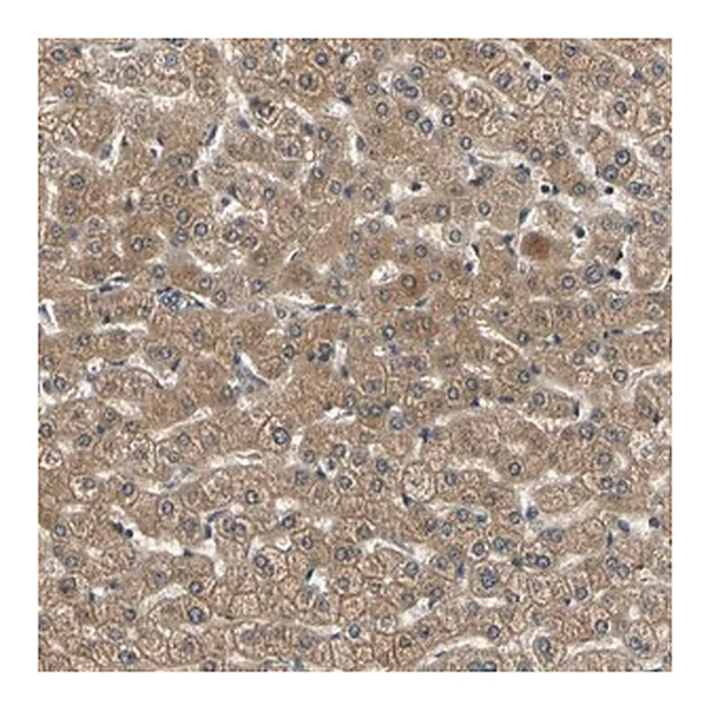 Merck Anti-LPGAT1 antibody produced in rabbit