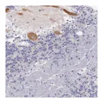 Merck Anti-LRFN5 antibody produced in rabbit