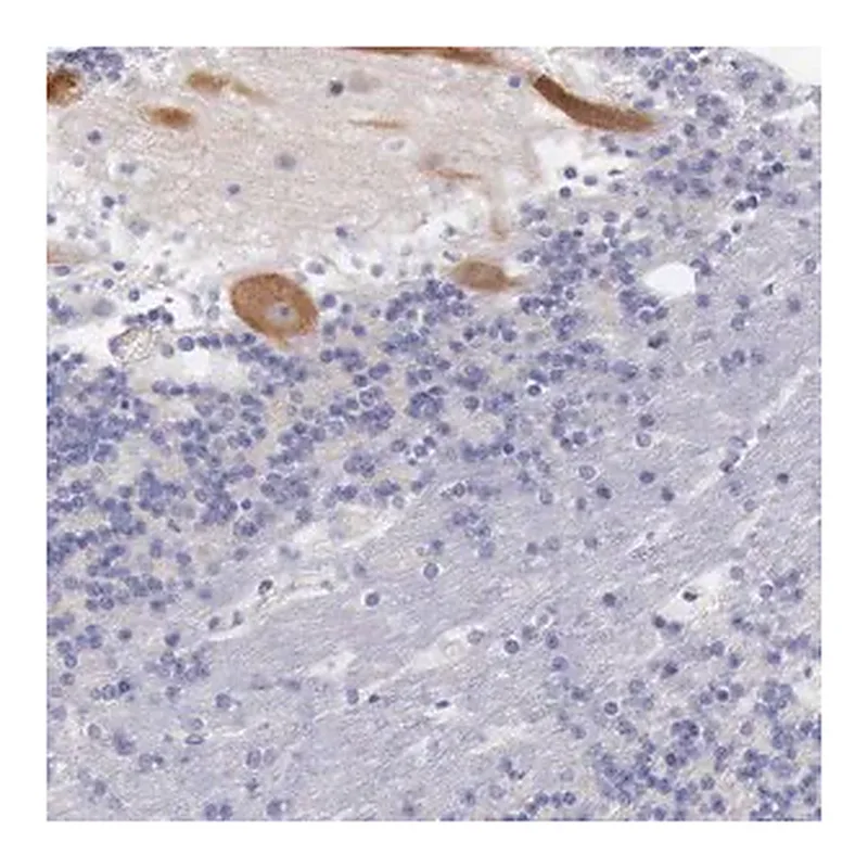 Merck Anti-LRFN5 antibody produced in rabbit